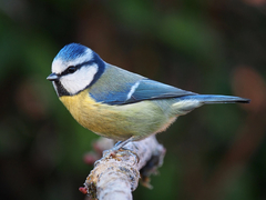 Eurasian Blue Tit - Photo (c) rorygardner79, some rights reserved (CC BY-NC)