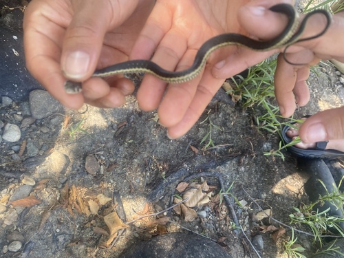 iNaturalist observation photo of Sierra Garter Snake