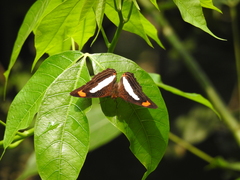 Adelpha iphiclus