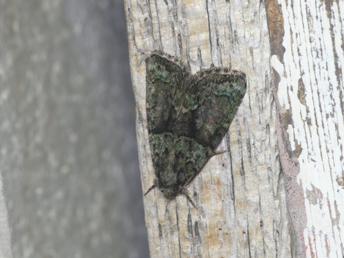 Cryphia algae
