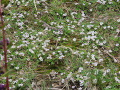 Phacelia platycarpa