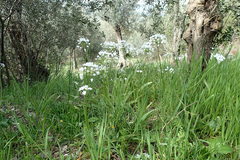 Allium neapolitanum
