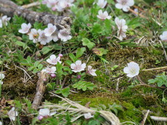 Phacelia platycarpa