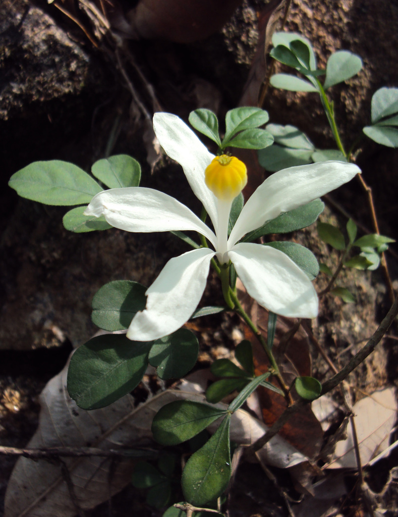 Goanese Ipecac