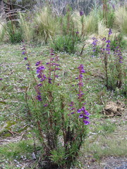 Penstemon gentianoides