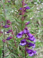 Penstemon gentianoides