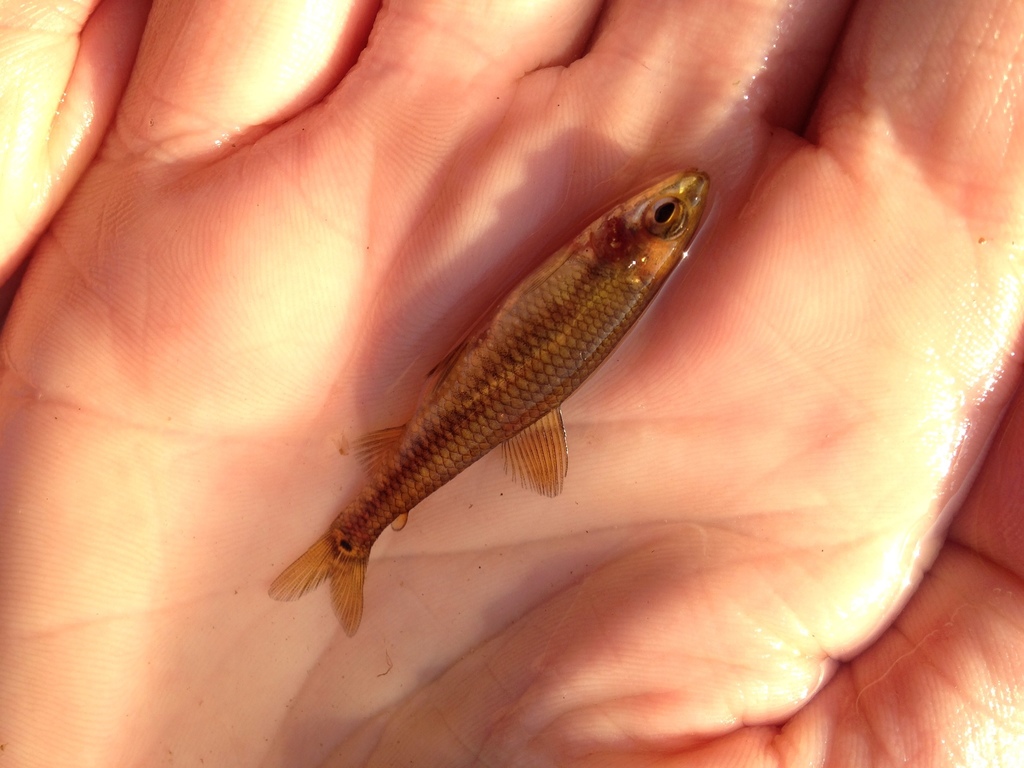 Bandbodemzalm (Nannocharax multifasciatus) — Distichodontidae