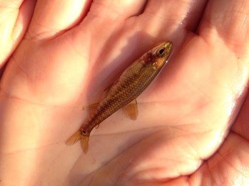 Nannocharax multifasciatus