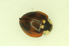 Myzia subvittata