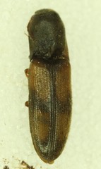 Idolus occidentalis