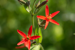 Silene regia