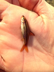 Enteromius multilineatus