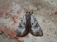 Catocala andromedae