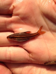 Enteromius multilineatus