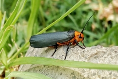 Gnamptonychia ventralis