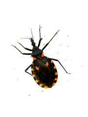 Triatoma longipennis
