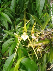 Brassia verrucosa