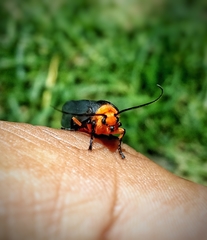 Gnamptonychia ventralis