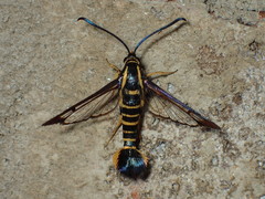 Synanthedon arkansasensis