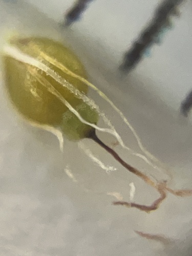 Eleocharis mamillata iNat (3)