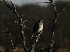Thraupis sayaca