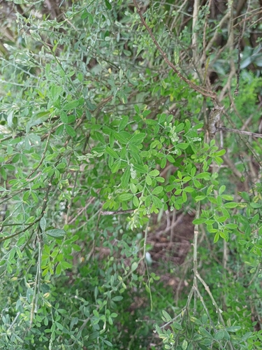 Image of Genista stenopetala by no rights reserved
