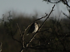 Thraupis sayaca
