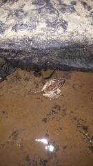Lithobates sphenocephalus utricularius