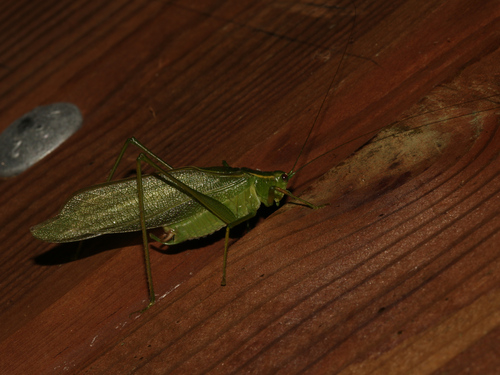 Photo of Northern Bush Katydid (Scudderia septentrionalis)