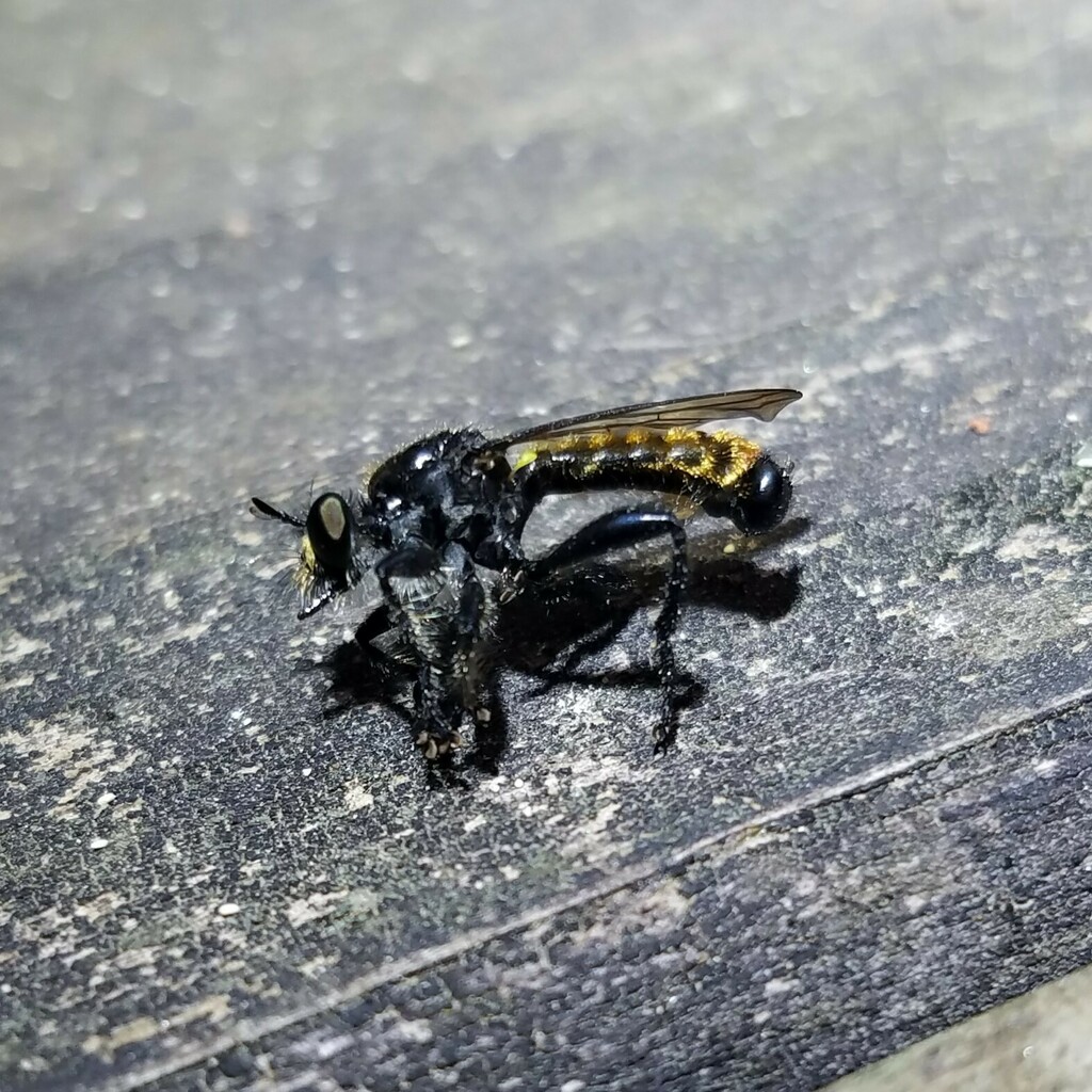 Common Black Laphria