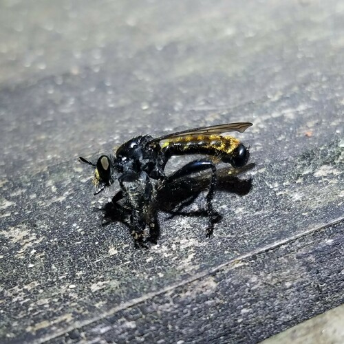 Common Black Laphria