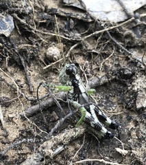 Dendrotettix quercus