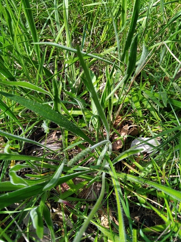 Image of Plantago varia by no rights reserved