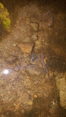 Eurycea tynerensis