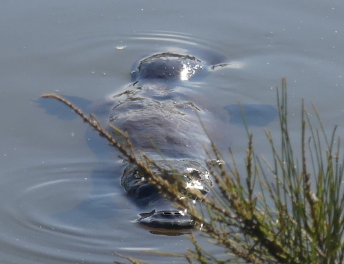 Platypus