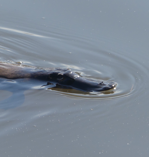 Platypus
