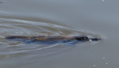 Platypus