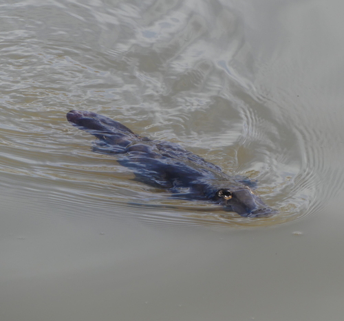 Platypus