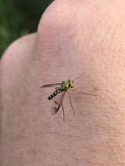 Condylostylus brimleyi