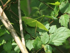 Amblycorypha oblongifolia