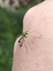 Condylostylus brimleyi