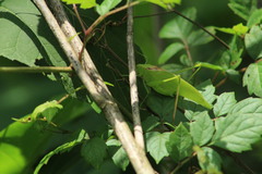 Amblycorypha oblongifolia
