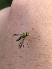 Condylostylus brimleyi