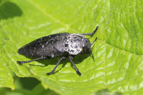 Flat-headed Root-borer