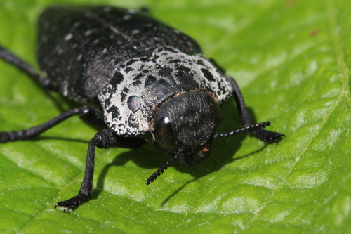 Flat-headed Root-borer