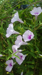 Ipomoea shumardiana