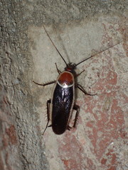 Pseudomops septentrionalis