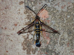 Synanthedon arkansasensis