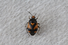 Deraeocoris schach