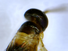 Signiphoridae